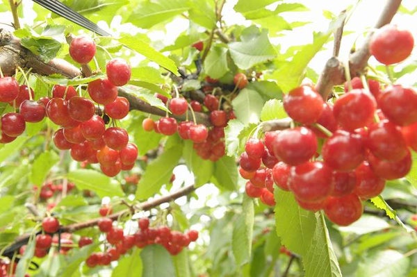 【札幌駅南口発】 北竜町150万本のひまわり畑とさくらんぼ狩り食べ放題(日帰り)1
